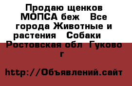 Продаю щенков МОПСА беж - Все города Животные и растения » Собаки   . Ростовская обл.,Гуково г.